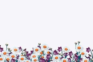 campo, margarita, flores, y, campanas, aislado, blanco, plano de fondo foto
