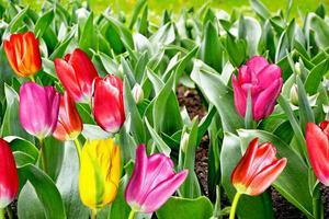 pink and yellow tulips photo