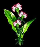 Bouquet of flowers carnation. photo