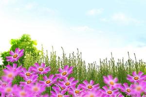 colorful cosmos flowers on a background summer landscape photo