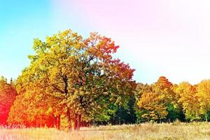 Autumn landscape. Colorful colorful trees in the park. photo