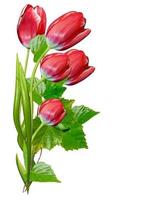 spring flowers tulips isolated on white background photo