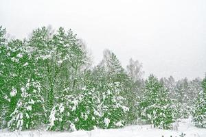 bosque en la escarcha. paisaje de invierno árboles cubiertos de nieve. foto