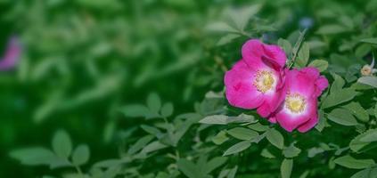 Wild rose buds colorful flowers photo