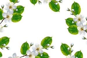 Flowering branch of cherry isolated on a white background. photo