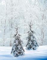 bosque de invierno paisaje de invierno foto