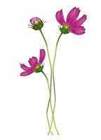 Cosmos flowers isolated on white background photo