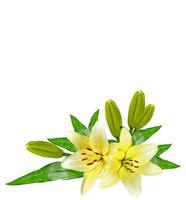 Flower lily isolated on white background. photo