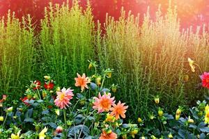 flores de colores dahlia en el fondo del paisaje de verano foto
