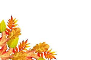 autumn leaves isolated on white background. photo