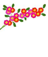 spring flowers primula isolated on white background. photo