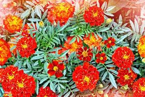 Yellow and orange flowers marigolds. photo