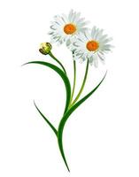 daisies summer white flower isolated on white background photo