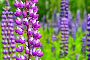 paisaje de verano con hermosas flores de lupino brillante foto