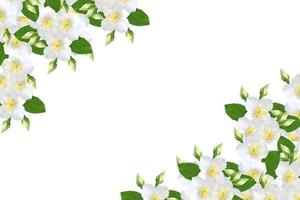 branch of jasmine flowers isolated on white background. photo