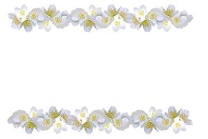 branch of jasmine flowers isolated on white background. photo