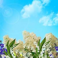 Lilac branch on a background of blue sky with clouds photo