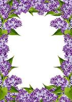 floral frame of spring flowers lilac photo