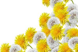 spring flowers dandelions photo