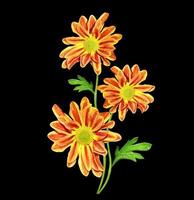 Otoño hermosas flores de crisantemo colorido aislado sobre fondo negro foto