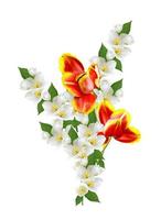 spring flowers tulips isolated on white background photo