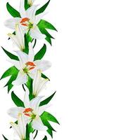 lily flowers isolated on white background photo