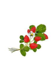 branch of strawberries isolated on white background photo