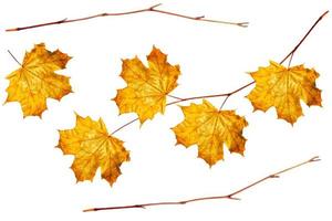 autumn leaves isolated on white background. photo