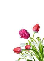 spring flowers tulips isolated on white background photo