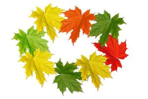 Bright colorful autumn foliage photo