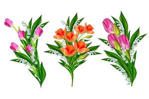 spring flowers tulips isolated on white background. photo