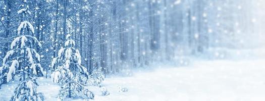 Frozen winter forest with snow covered trees. photo