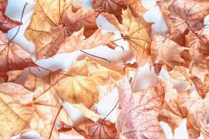 Autumn background with bright colorful leaves. photo