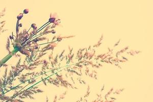 White bright daisy flowers on a background of the summer landscape. photo