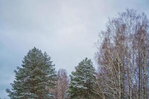 Frozen winter forest with snow covered trees. photo