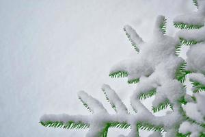 bosque en la escarcha. paisaje de invierno árboles cubiertos de nieve. foto