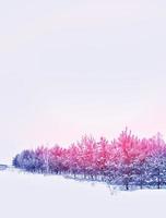 forest in the frost. Winter landscape. Snow covered trees. photo