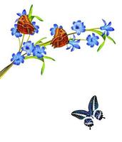 flowers and butterflies photo