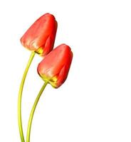 spring flowers tulips isolated on white background. photo