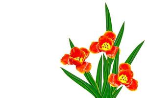 spring flowers tulips isolated on white background. photo