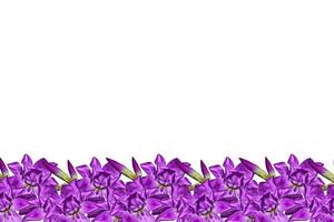 iris de flores de primavera aislado sobre fondo blanco. foto
