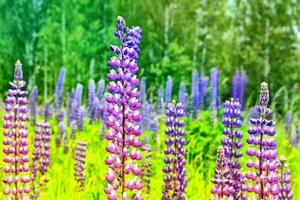 flores de lupino brillantes en el fondo del paisaje de verano. foto