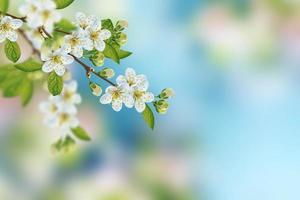 Blossoming branch apple. photo