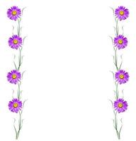 Michaelmas daisy flowers isolated on white background photo