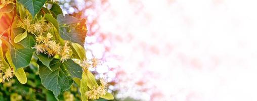 Sprig of flowering linden tree on the background of the spring landscape. photo