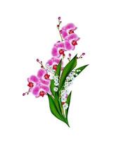 Orchid flower isolated on white background photo