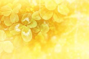 Green clover leaves on a background summer landscape photo