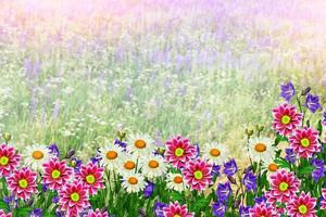 Summer landscape with wildflowers. photo