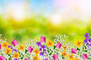 coloridas flores de primavera foto