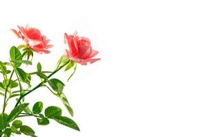 capullo de flores rosas sobre un fondo blanco foto